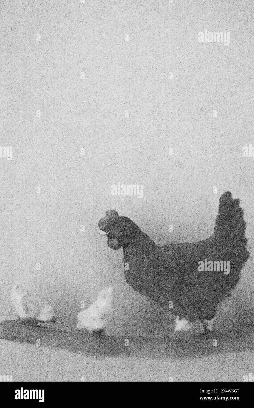 Morbida e a matita come l'immagine in bianco e nero di un modello di pollo adulto nero con due pulcini giovani Foto Stock