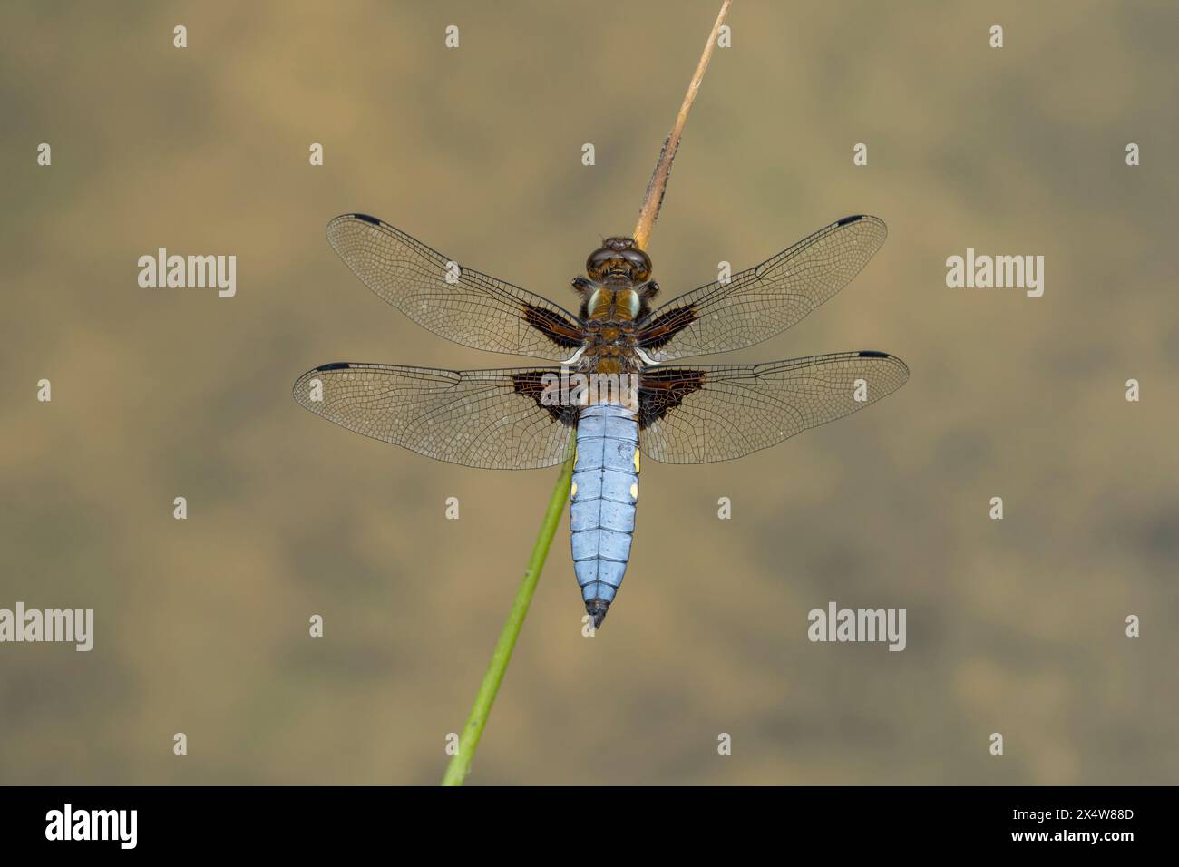 Un uomo dal corpo ampio Chaser Dragonfly. Foto Stock