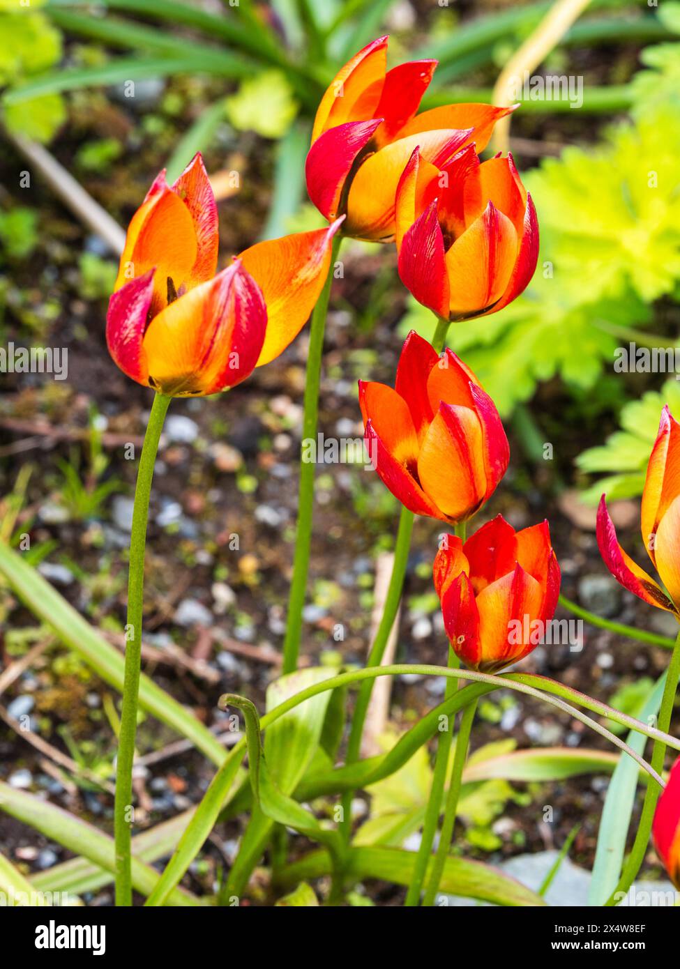 Fiori primaverili rossi e gialli della resistente lampadina di tulipani di seppia, Tulipa "piccola Principessa" Foto Stock