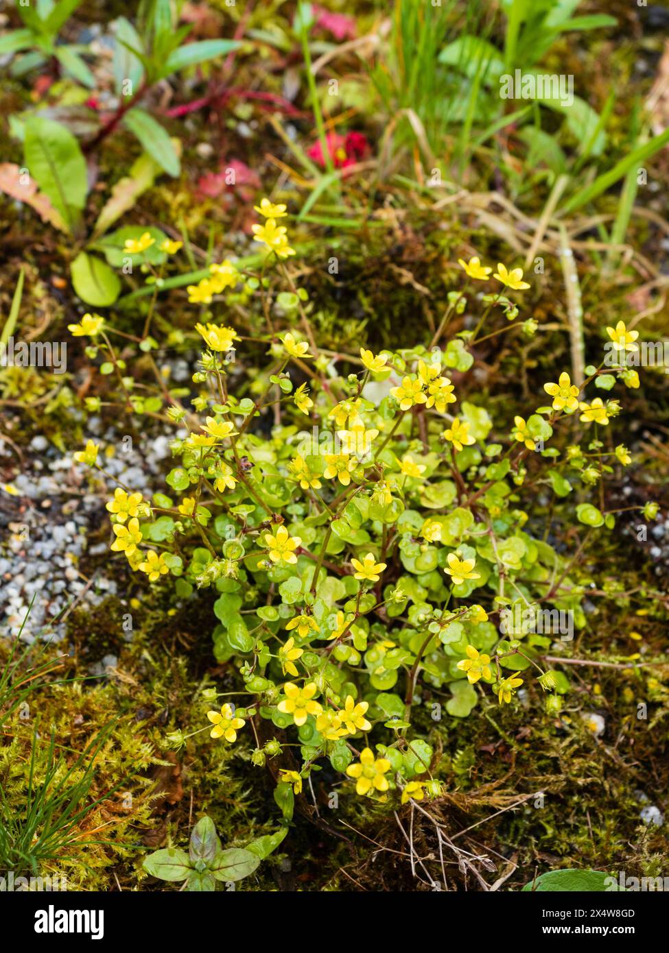 Fiori gialli della sassifrage celandina primaverile, Saxifraga cymbalaria, un anno a bassa crescita Foto Stock