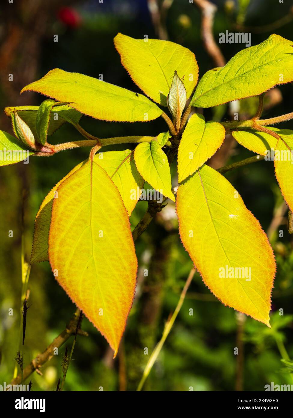 Fogliame dorato con bordi rossi dell'arbusto deciduo, Hydrangea aspera ssp. Sargentiana "Gold Rush" Foto Stock