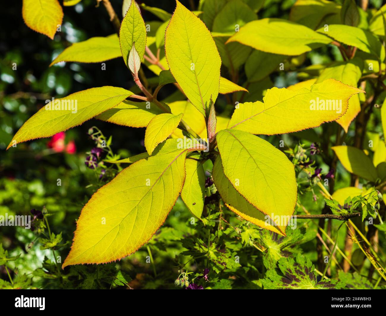Fogliame dorato con bordi rossi dell'arbusto deciduo, Hydrangea aspera ssp. Sargentiana "Gold Rush" Foto Stock