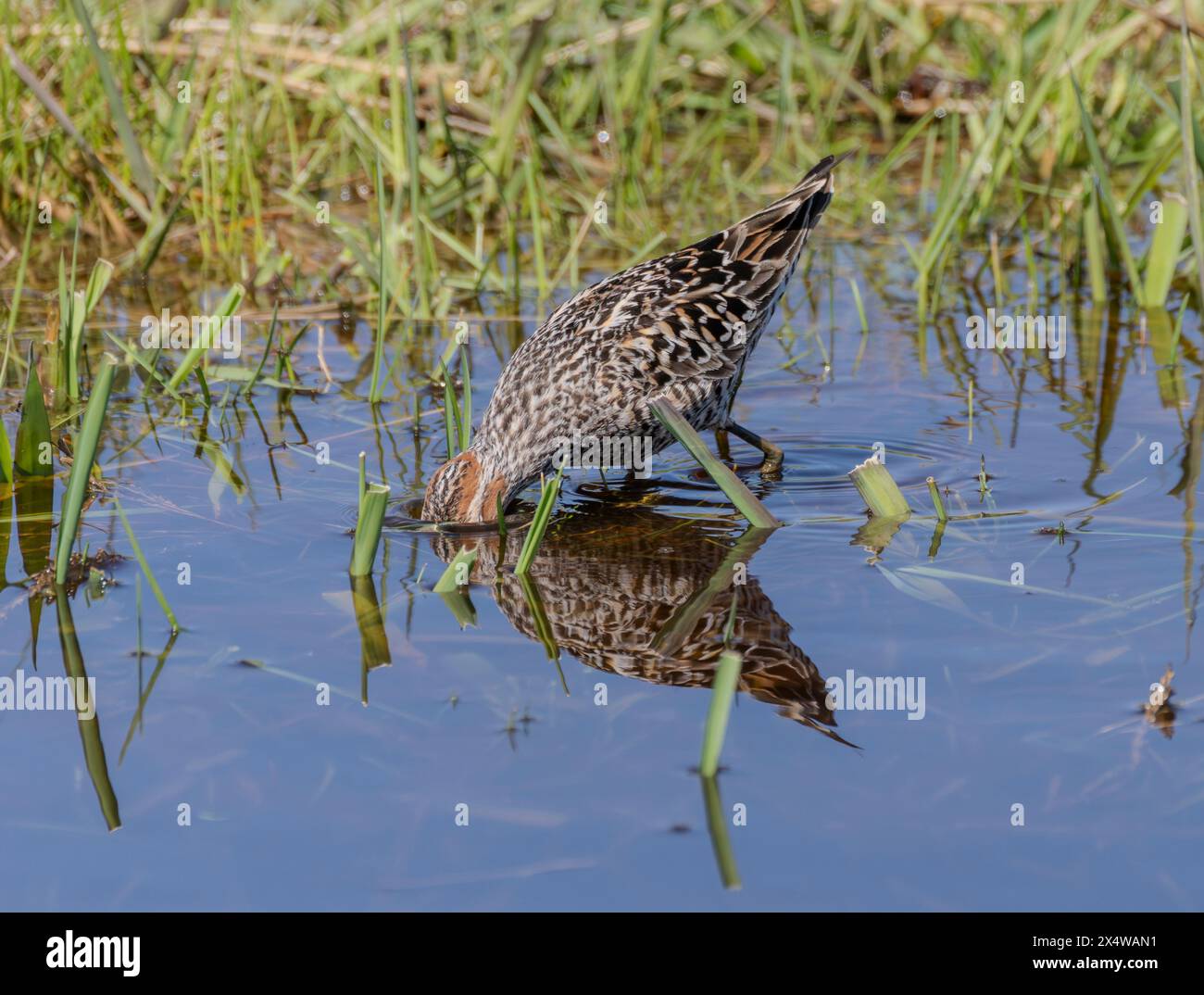 Un sandpiper (Calidris himantopus) che si nutre in uno stagno nella regione di Sandhills nel Nebraska. Foto Stock