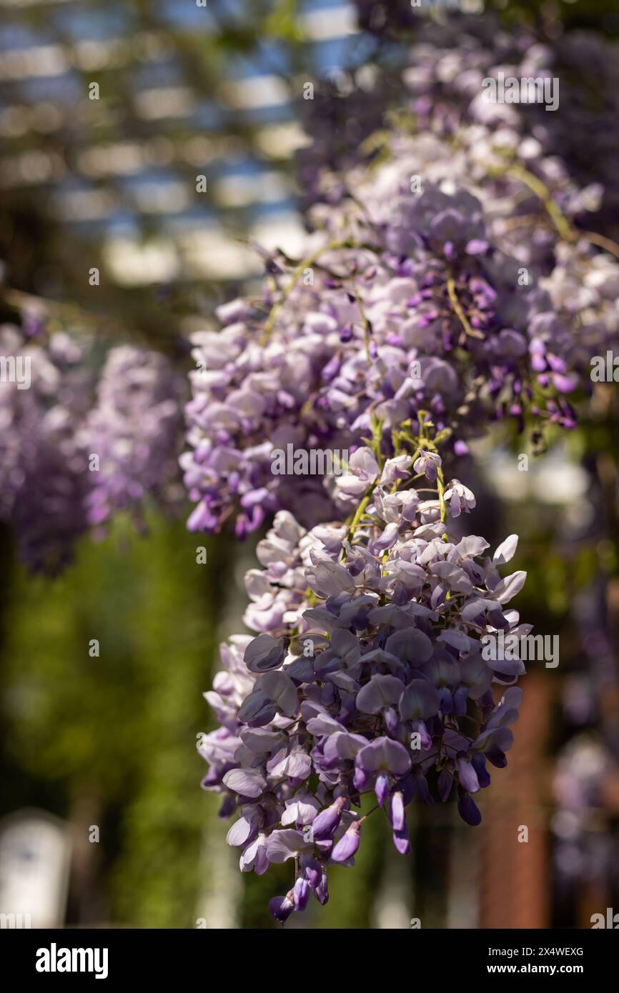 Argilla in fiore sullo sfondo del cielo blu. Fiori di Wisteria. Foto di alta qualità Foto Stock