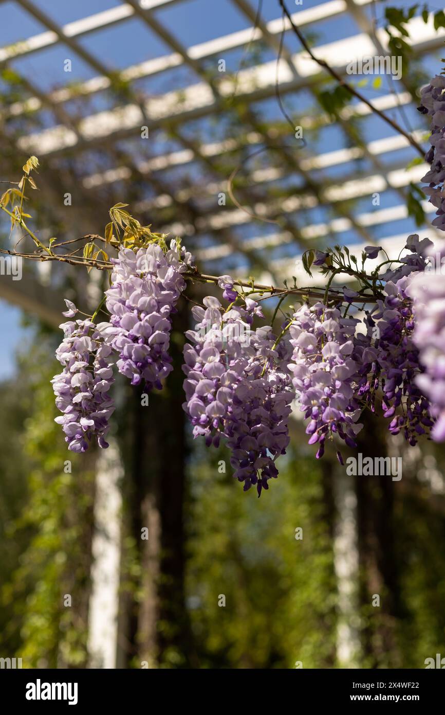 Argilla in fiore sullo sfondo del cielo blu. Fiori di Wisteria. Foto di alta qualità Foto Stock