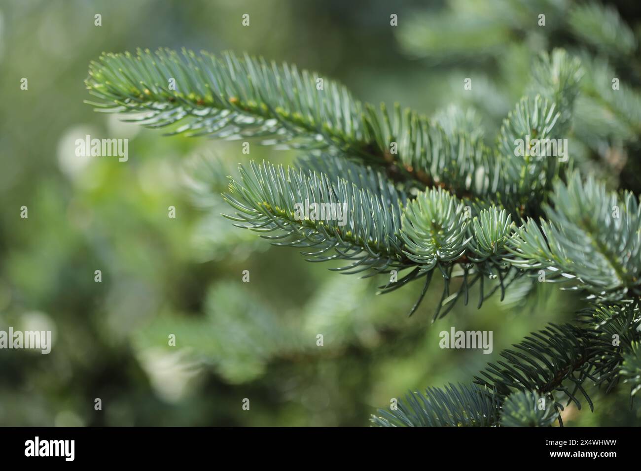 Titolo: Primo piano degli aghi di pino Foto Stock