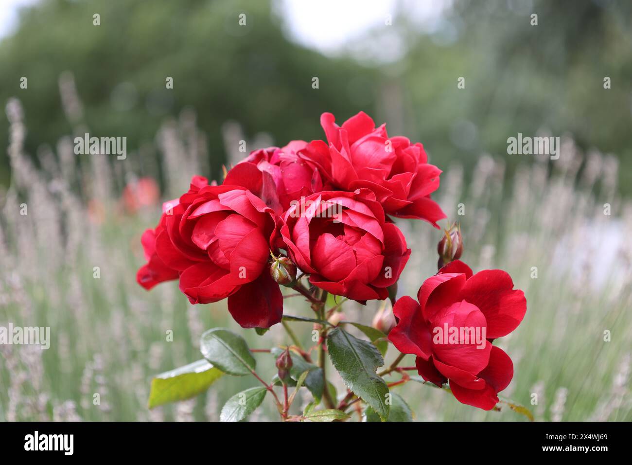 Bellissime rose rosse in giardino Foto Stock