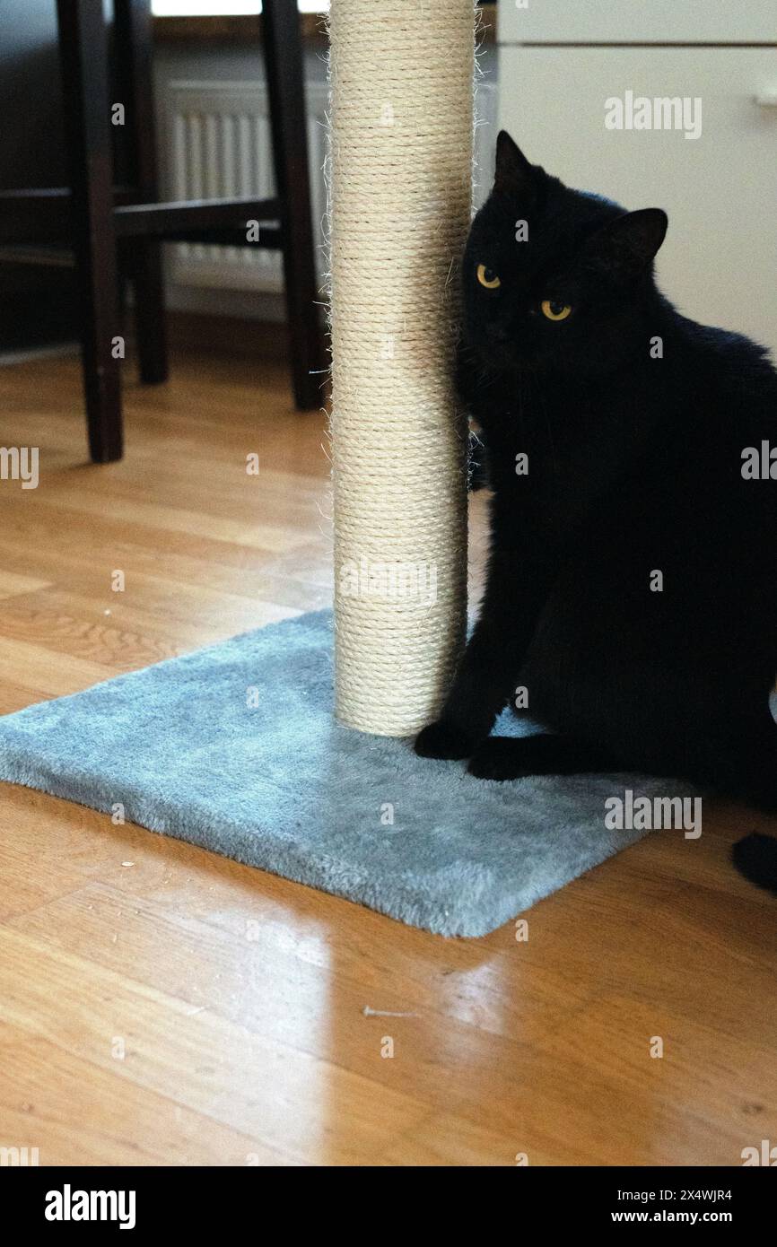 pet, gatto, graffio, occhio, animale, indoor, verticale, giocosa, treno, adulti, gatto domestico, domestico, mobili, artiglio, corda, graffi, zampe, capelli, albero Foto Stock