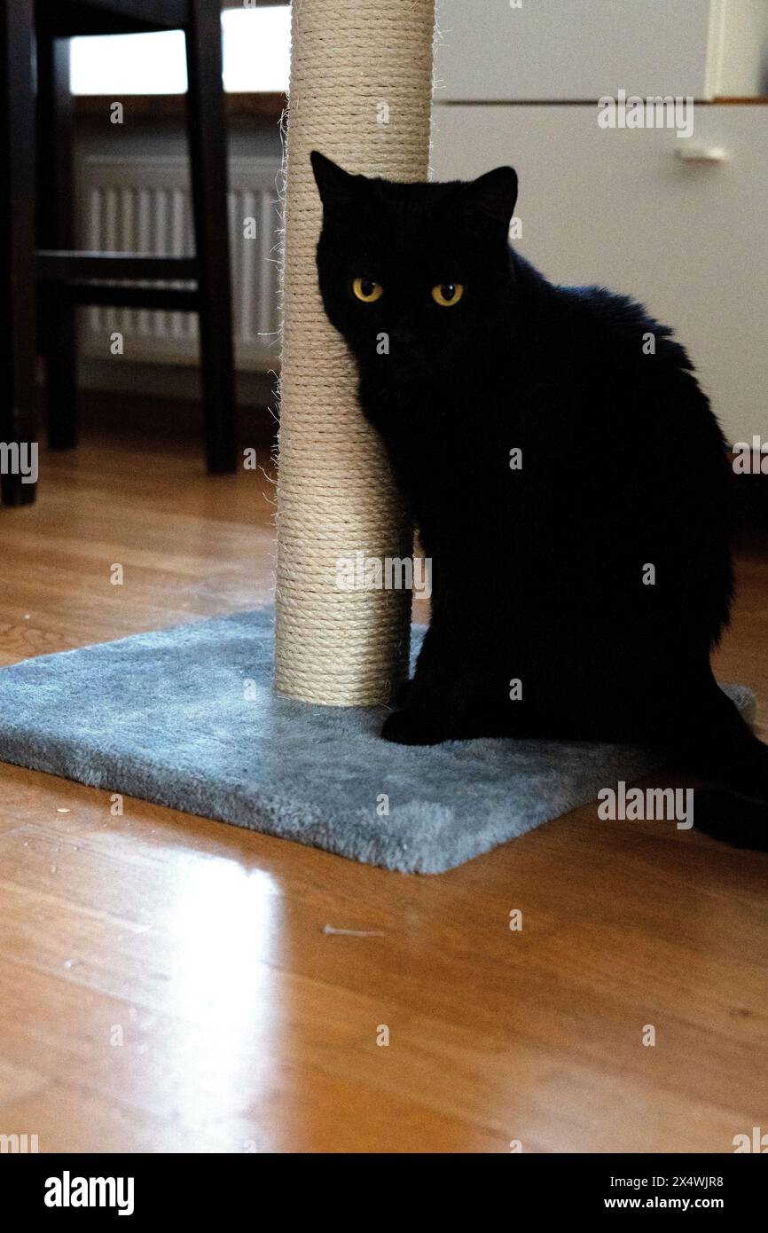 pet, gatto, graffio, animale, interno, giocoso, gatto domestico, domestico, artiglio, corda, sfondo, graffi, zampa, capelli, adulti, albero, gattino, grattacielo, occhio Foto Stock