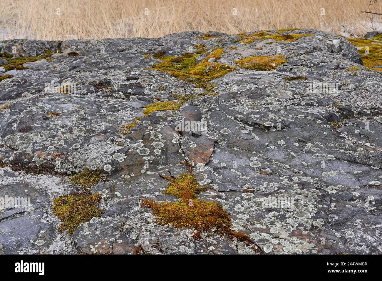 muschio e licheni su rocce granitiche nella foresta Foto Stock