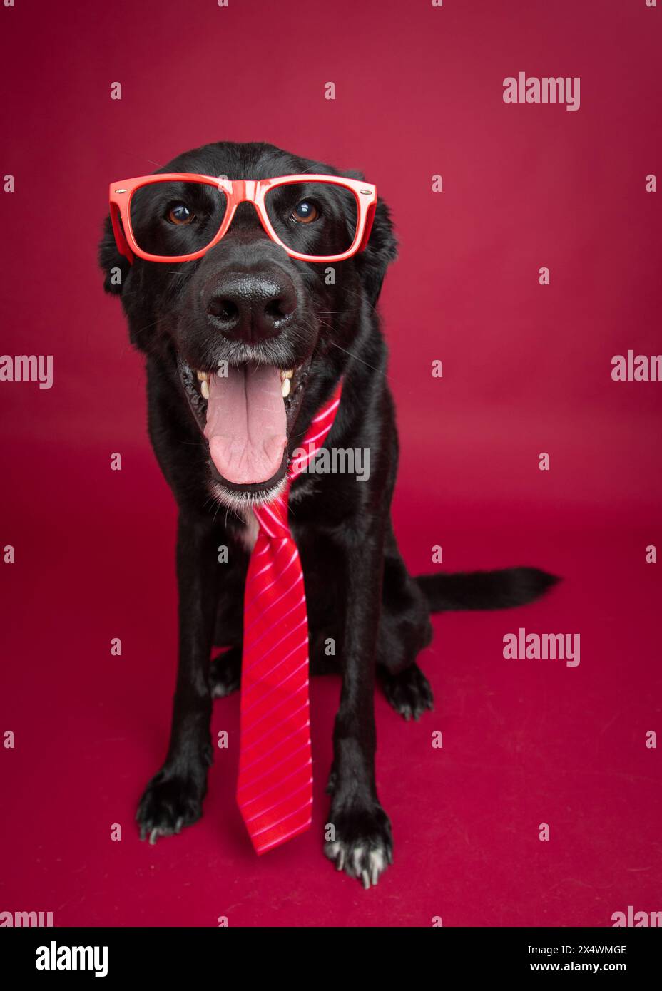 Ritratto di un labrador retriever nero con occhiali rossi e cravatta Foto Stock