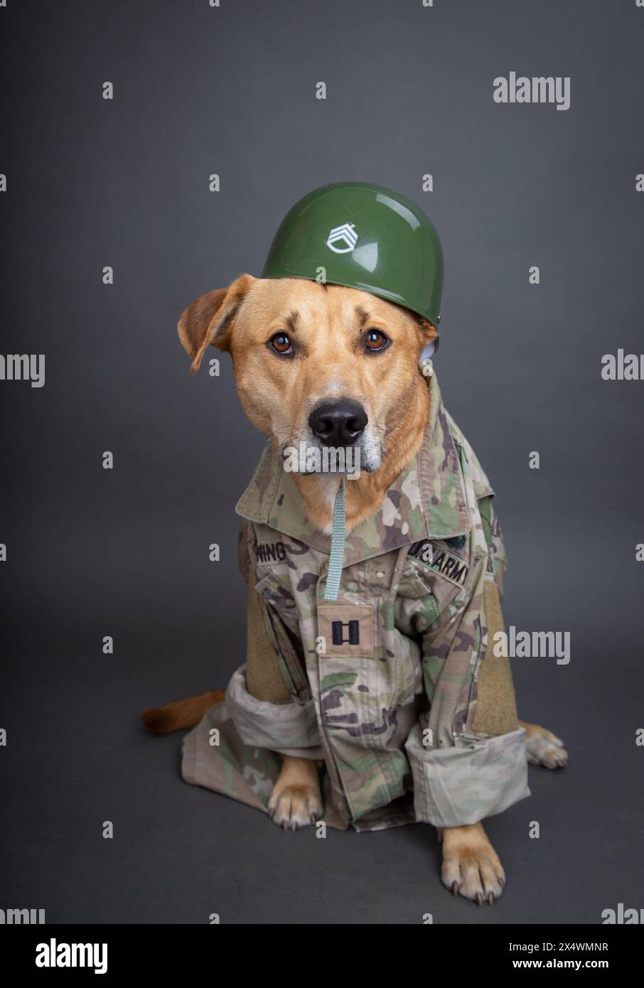 Ritratto di un labrador retriever giallo che indossa abiti mimetici dell'esercito e casco Foto Stock