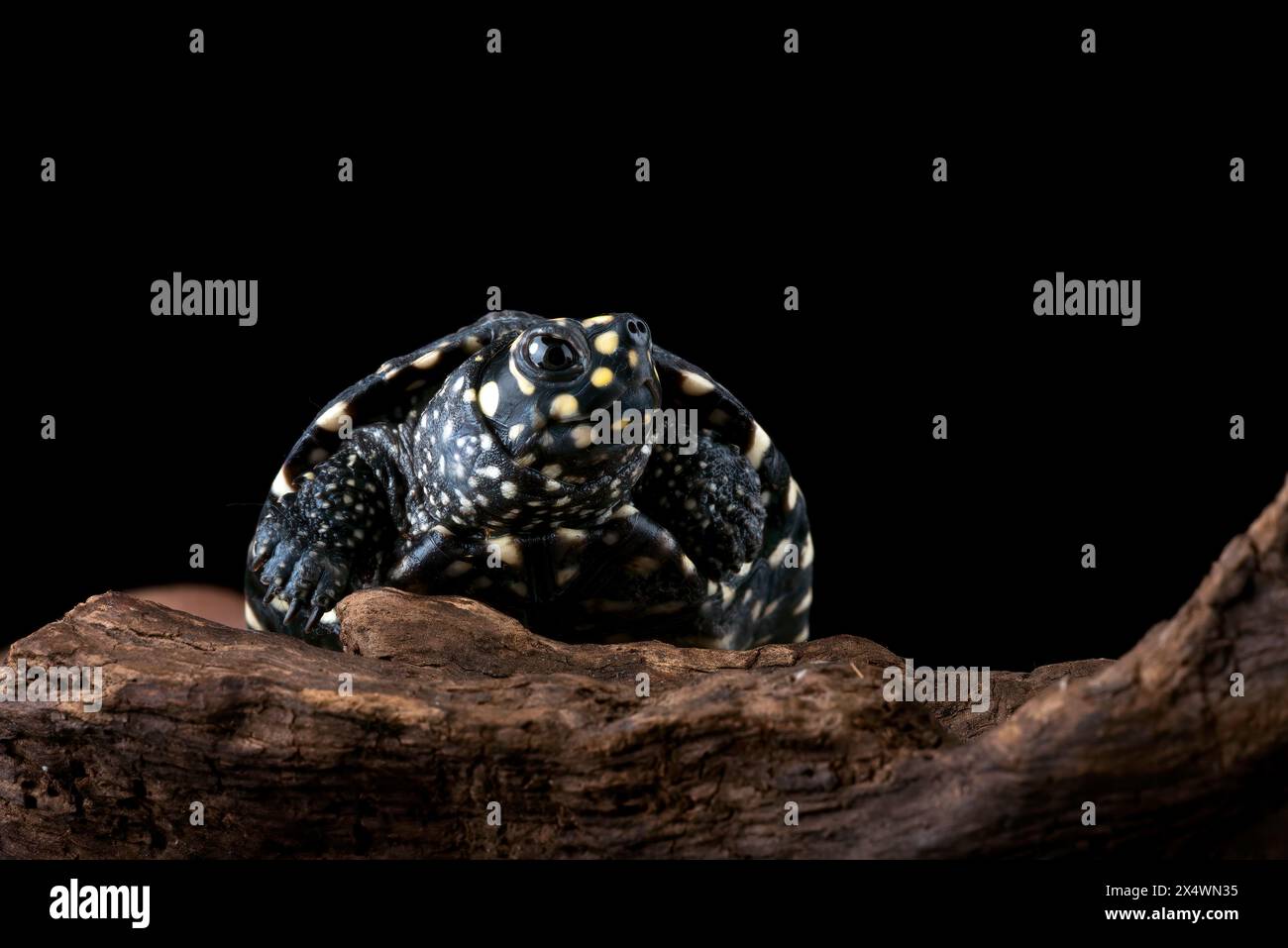 Primo piano di una tartaruga macchiata su un tronco, Indonesia Foto Stock