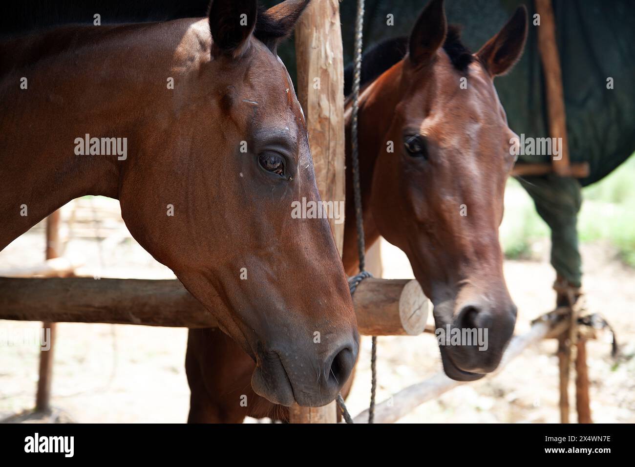 Primo piano di due cavalli bruni in una recinzione per animali, nuova Delhi, India Foto Stock