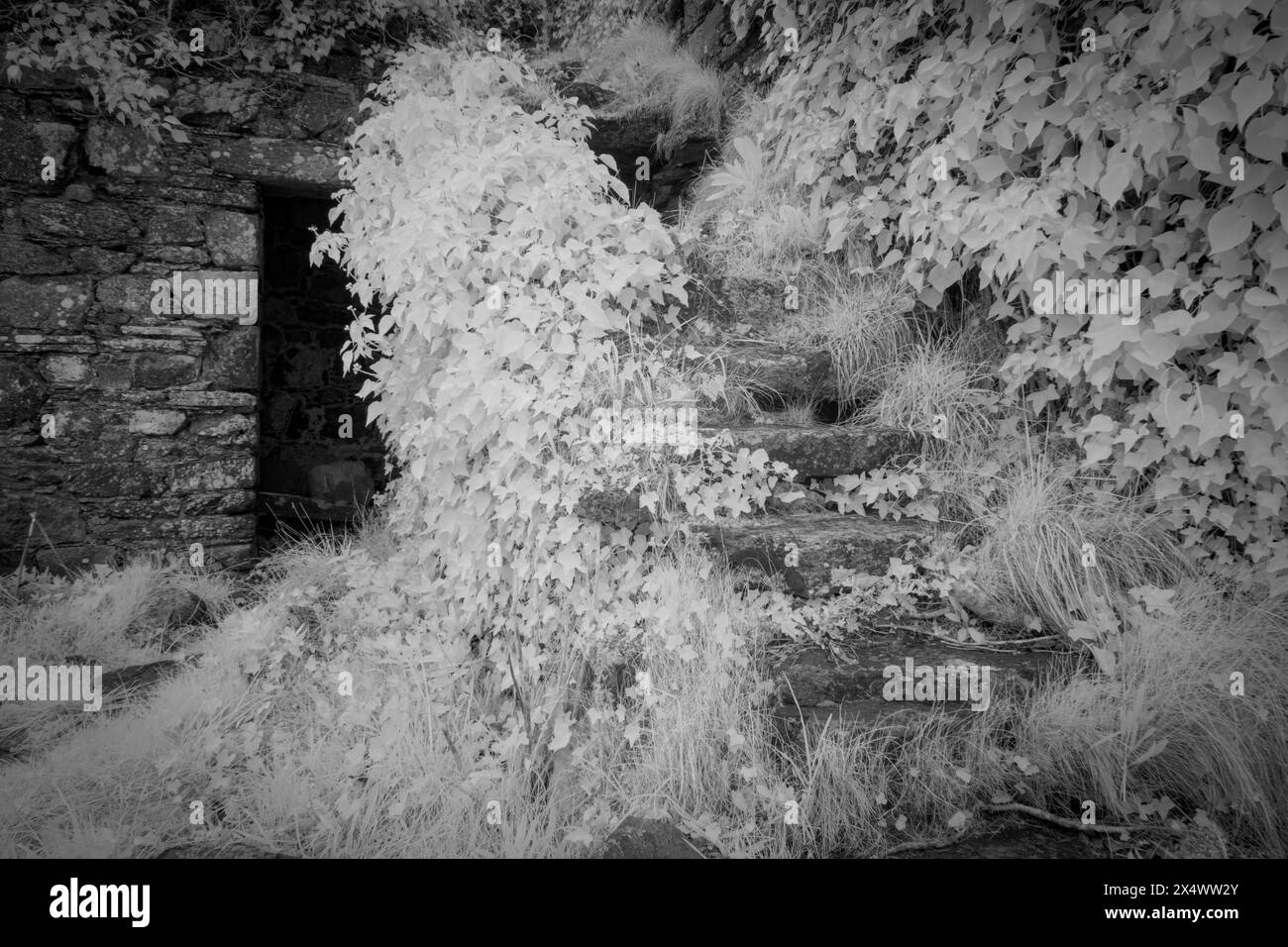 Le rovine del castello di braes of Gight vicino a Metlick Aberdeenshire Scozia. Foto Stock