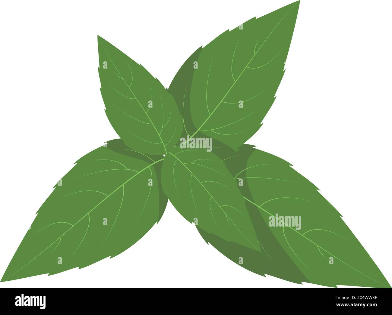 Illustrazione vettoriale basilico isolato in stile cartoon. Erbe e specie Serie Illustrazione Vettoriale