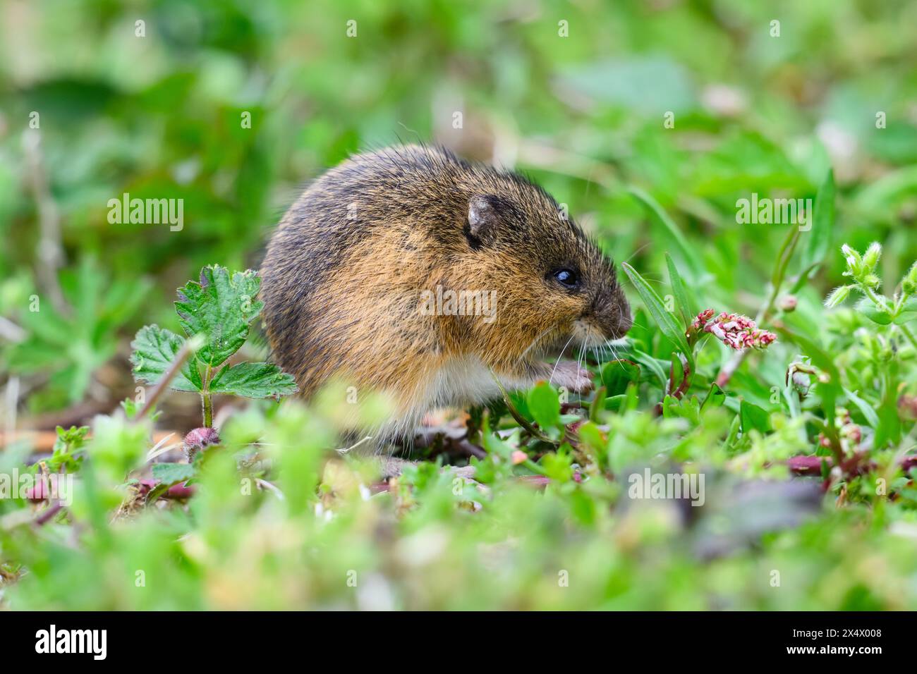Primo piano di Zapus trinotatus, un topo selvatico del Pacifico, in un ambiente naturale nella contea di King, Washington Foto Stock