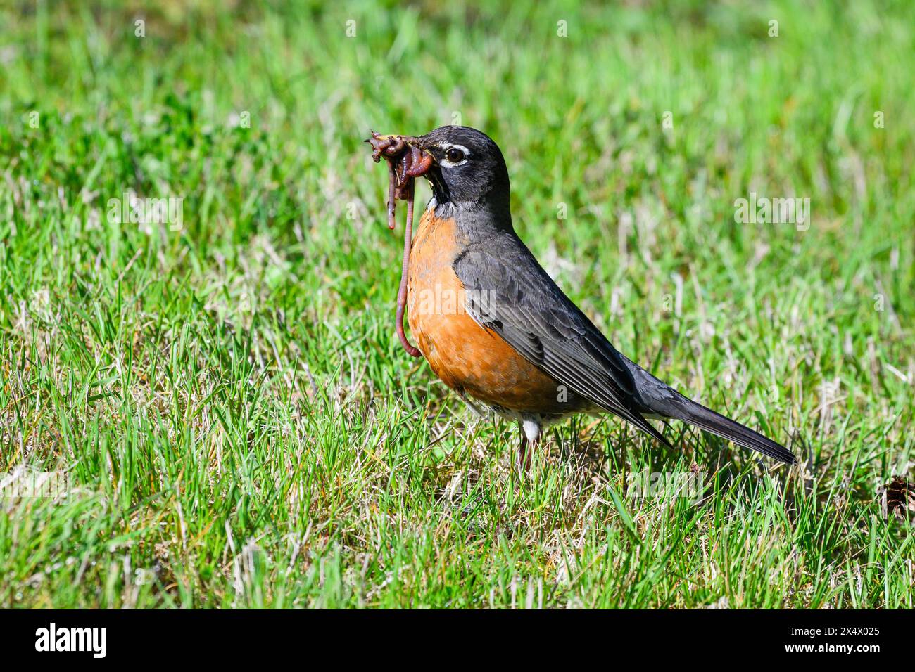 robin americano che raccoglie i lombrichi sotto il sole sul prato con la bocca piena di cibo in primavera nello stato di Washington Foto Stock