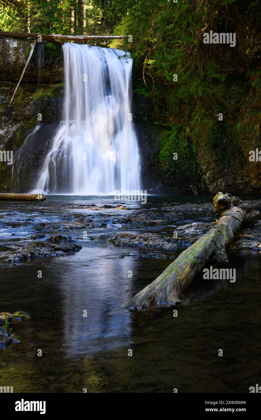 North Fork Silver Creek scorre sopra le Upper North Falls in una cascata di acqua dolce nel Silver Falls State Park Foto Stock