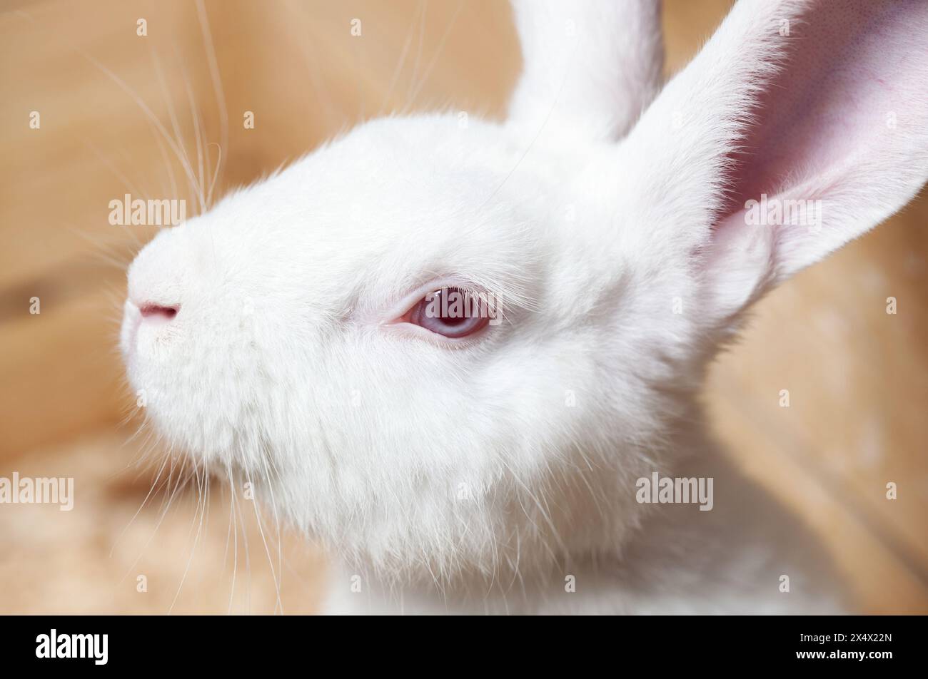 Primo piano di un piccolo coniglio addomesticato bianco. Animali da riproduzione. Foto Stock