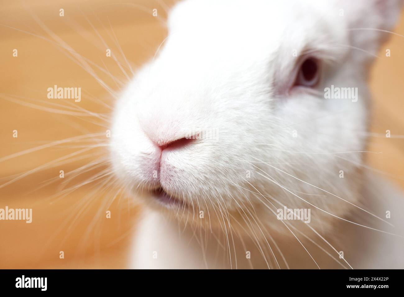 Primo piano di un piccolo coniglio addomesticato bianco. Animali da riproduzione. Foto Stock