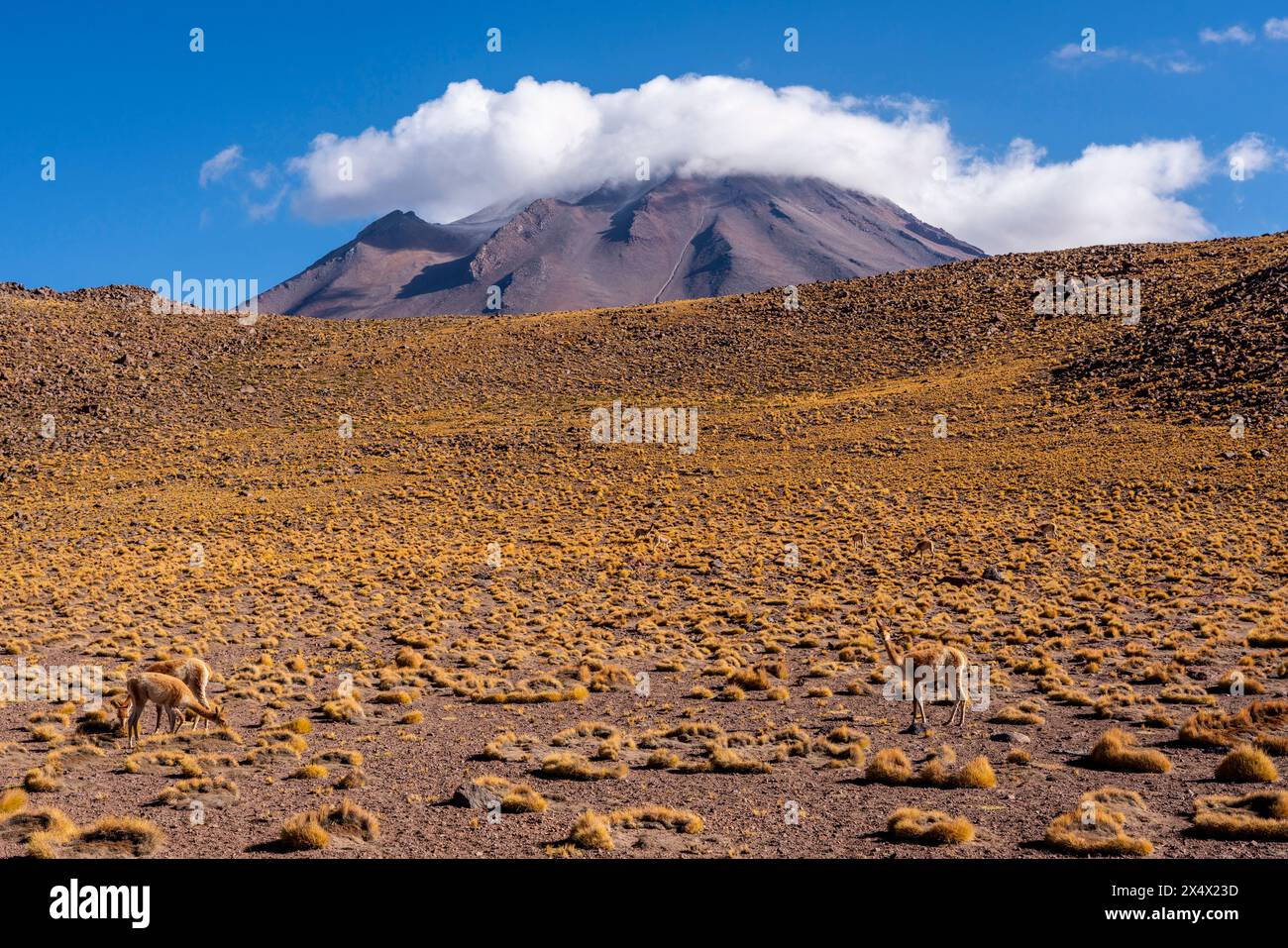 Tipico paesaggio cileno dell'Altiplano vicino a San Pedro de Atacama, Cile. Foto Stock