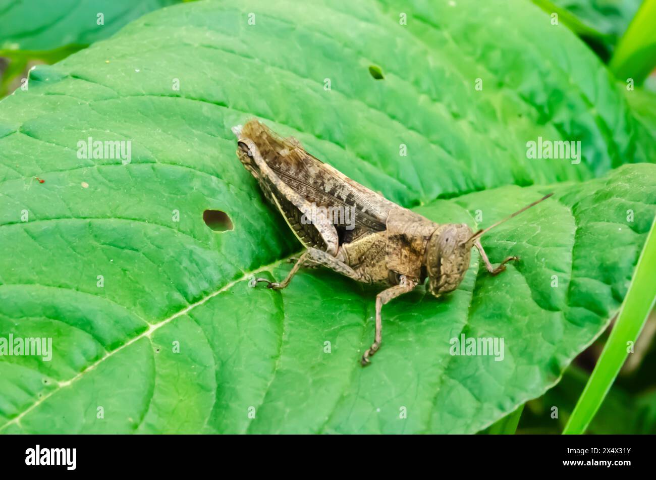 Grasshopper su Callaloo Leaf Foto Stock