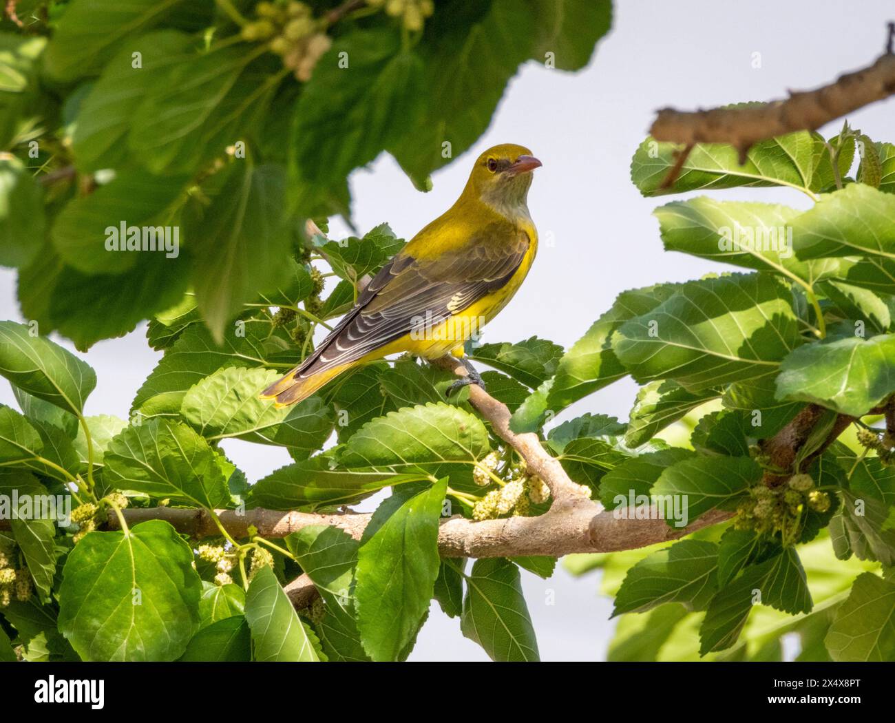 Femmina di oriole dorate eurasiatiche (Oriolus oriolus) che si nutre in un albero di gelso, Cipro Foto Stock