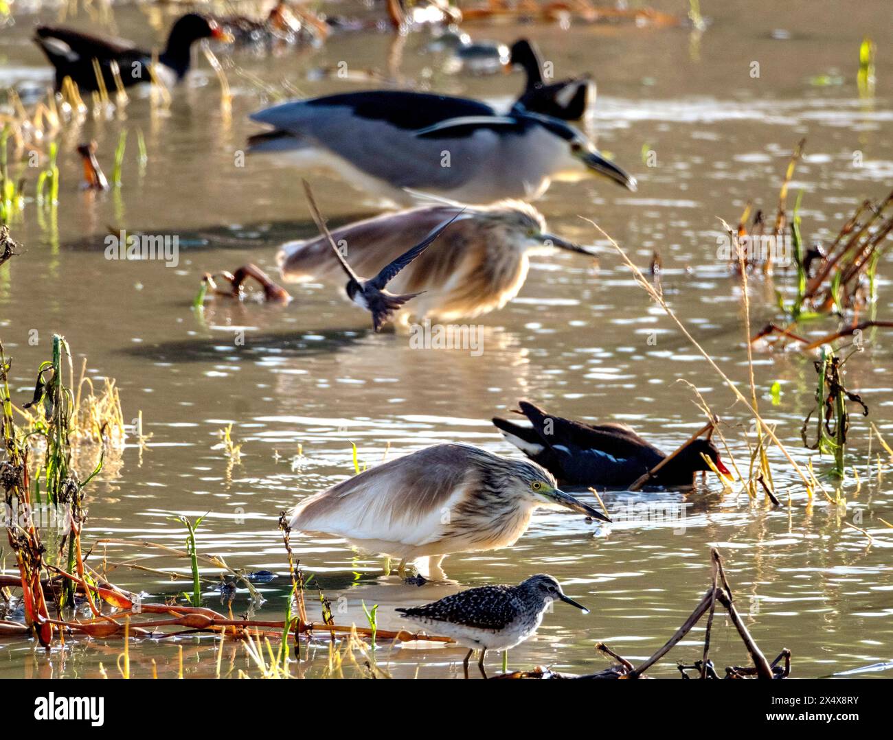 Squacco Heron, Black Corned Night Heron e vari uccelli da guado cercano cibo ad Agia Varvara, Paphos, regione, Cipro. Foto Stock