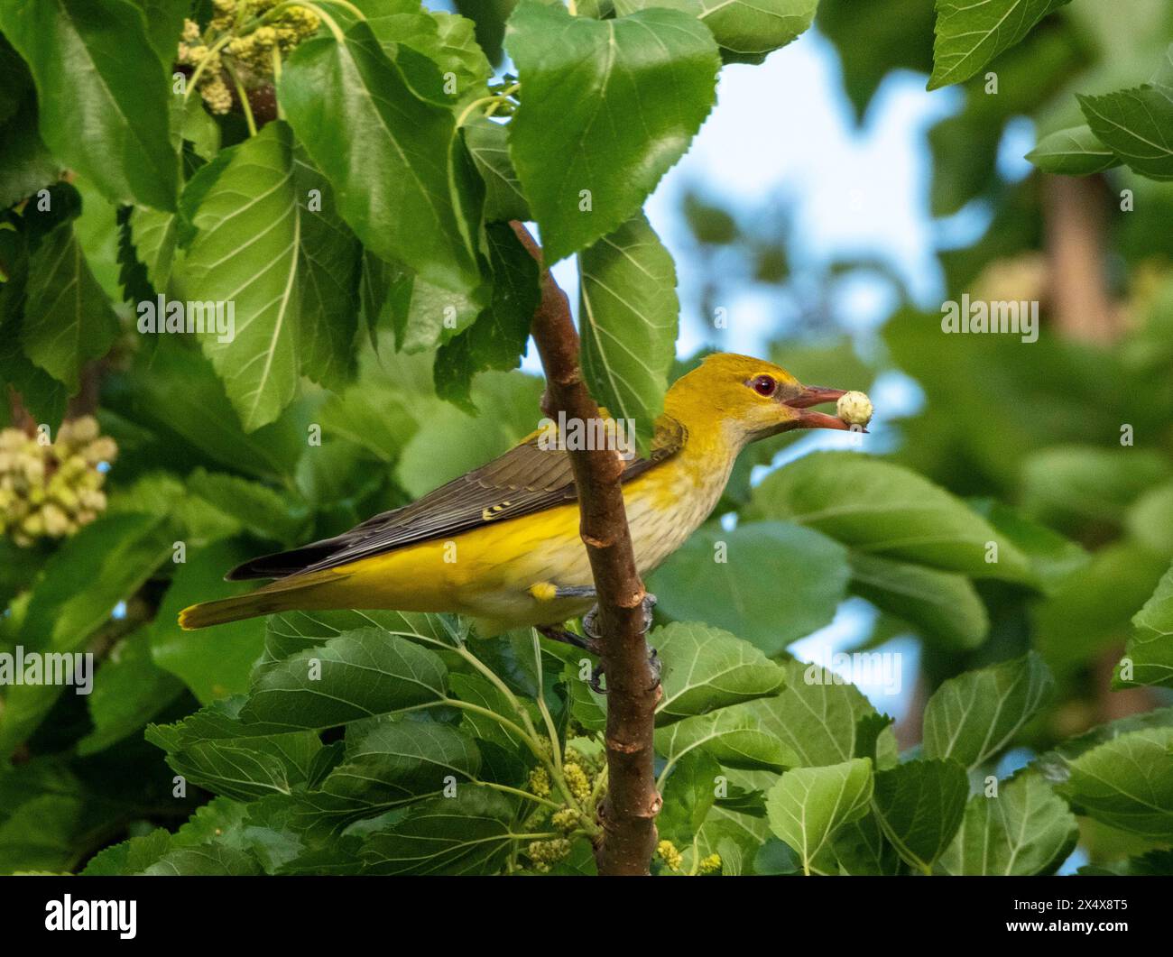 Femmina di oriole dorate eurasiatiche (Oriolus oriolus) che si nutre in un albero di gelso, Cipro Foto Stock