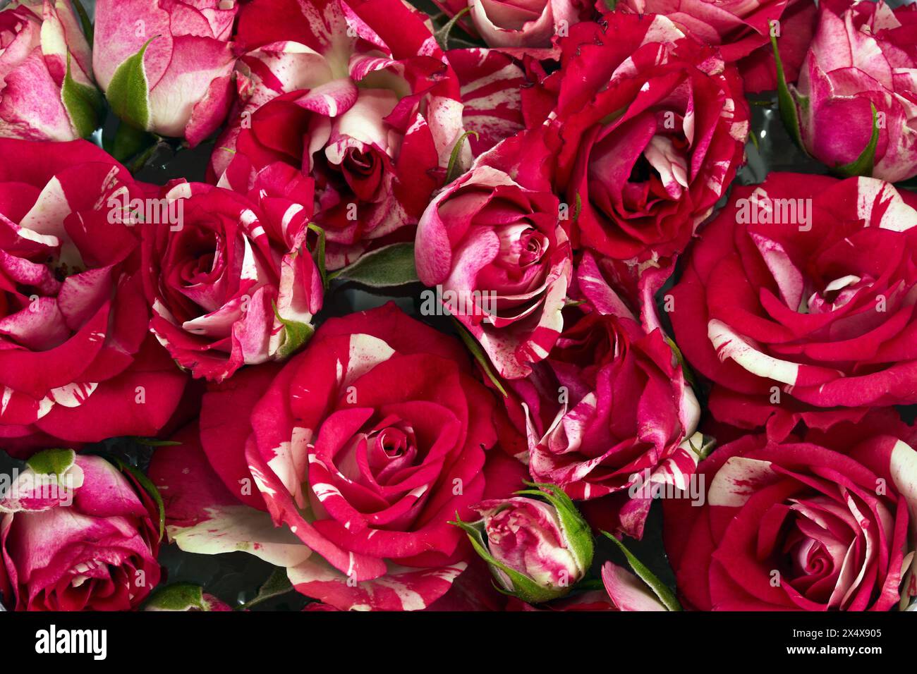 Primo piano di vivaci rose rosse e bianche Foto Stock