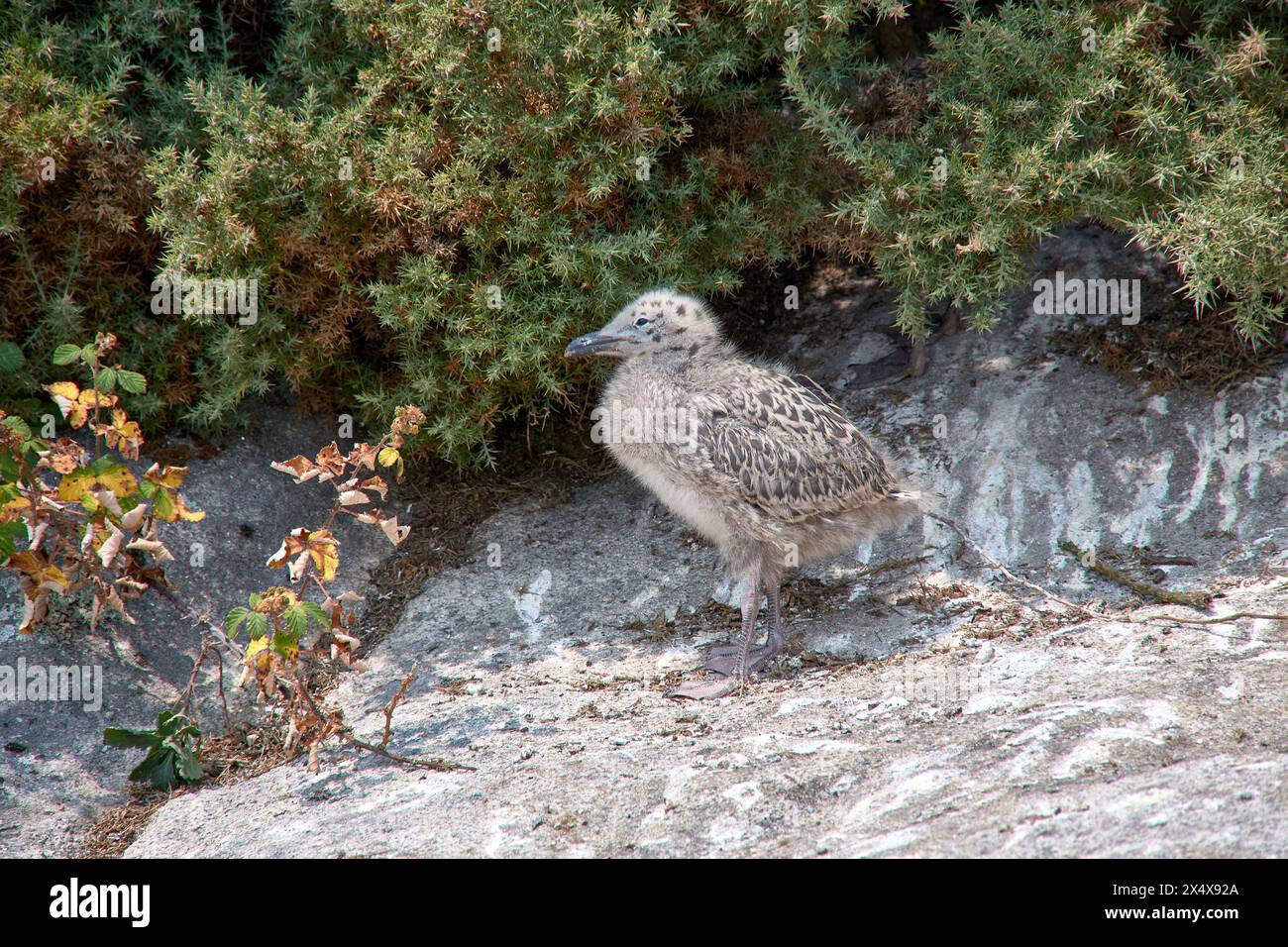 Un gabbiano su una roccia vicino al suo nido e con sfondo verde al ginocchio Foto Stock