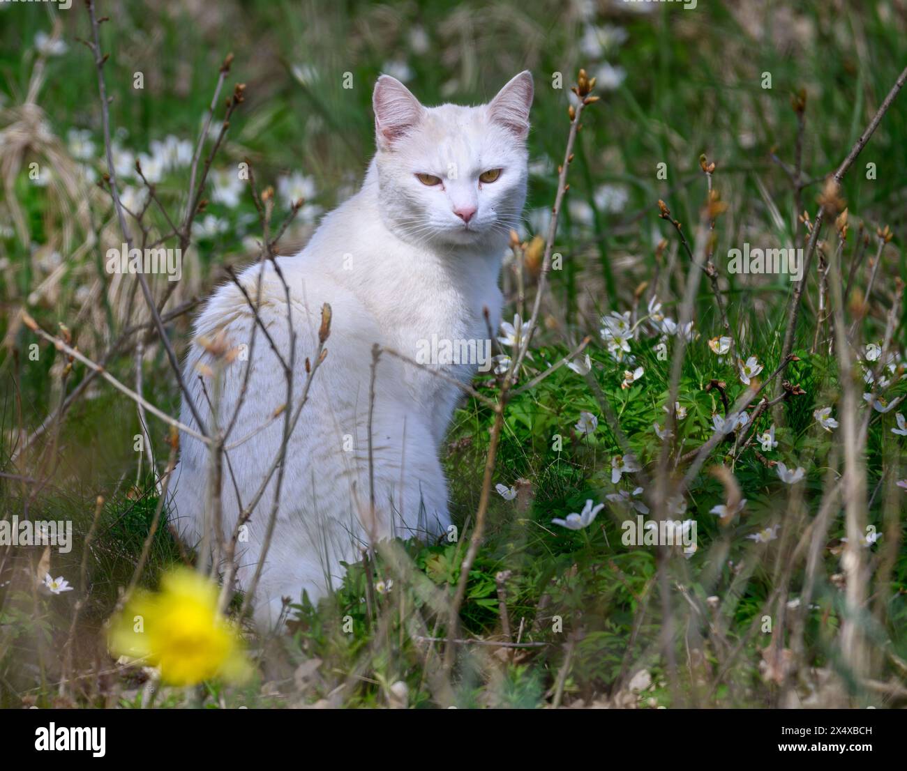 Gatto Bianco seduto sull'erba Foto Stock