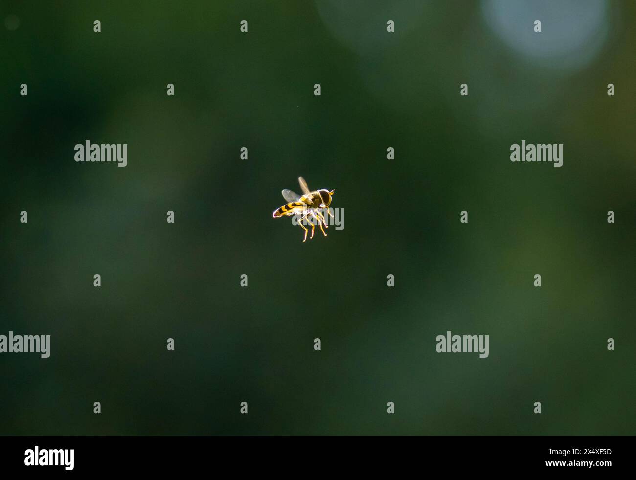 Eupeodes, le mosche afideere, sono un genere di hoverfly moderate della famiglia Syrphidae. Habitat. Macchie di fiori nei campi, nei viali, nel giardino Foto Stock