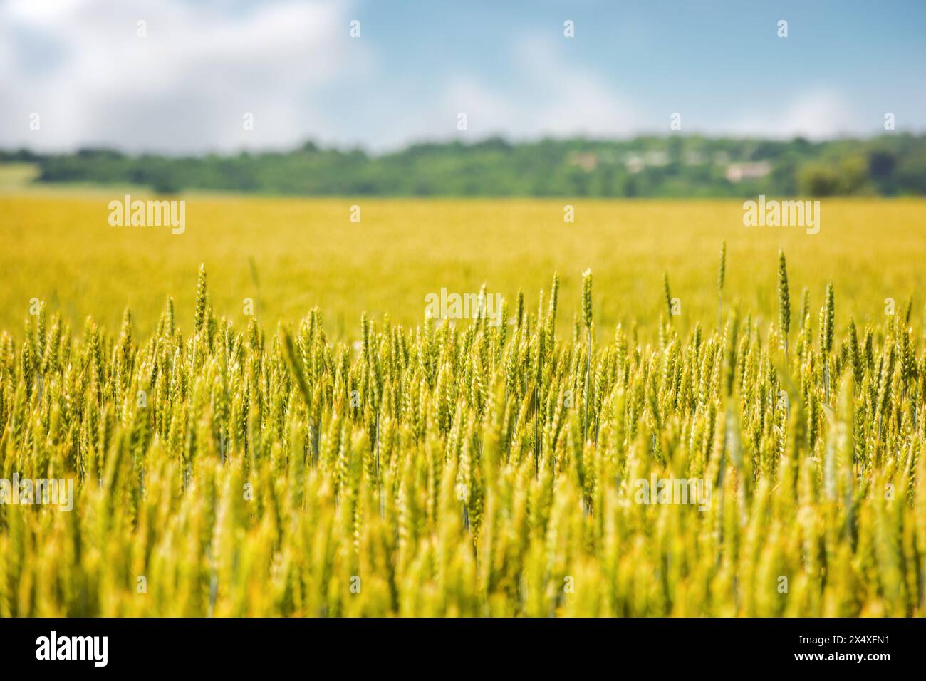 campo di frumento in slovacchia. paesaggio rurale all'inizio dell'estate Foto Stock