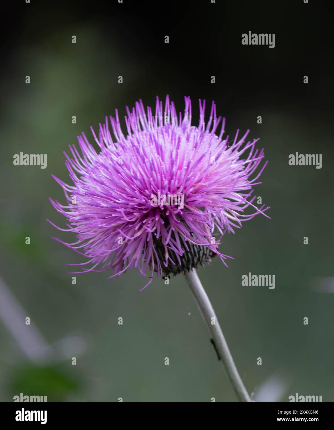 Thistle del Texas (cirisium texanum) Foto Stock