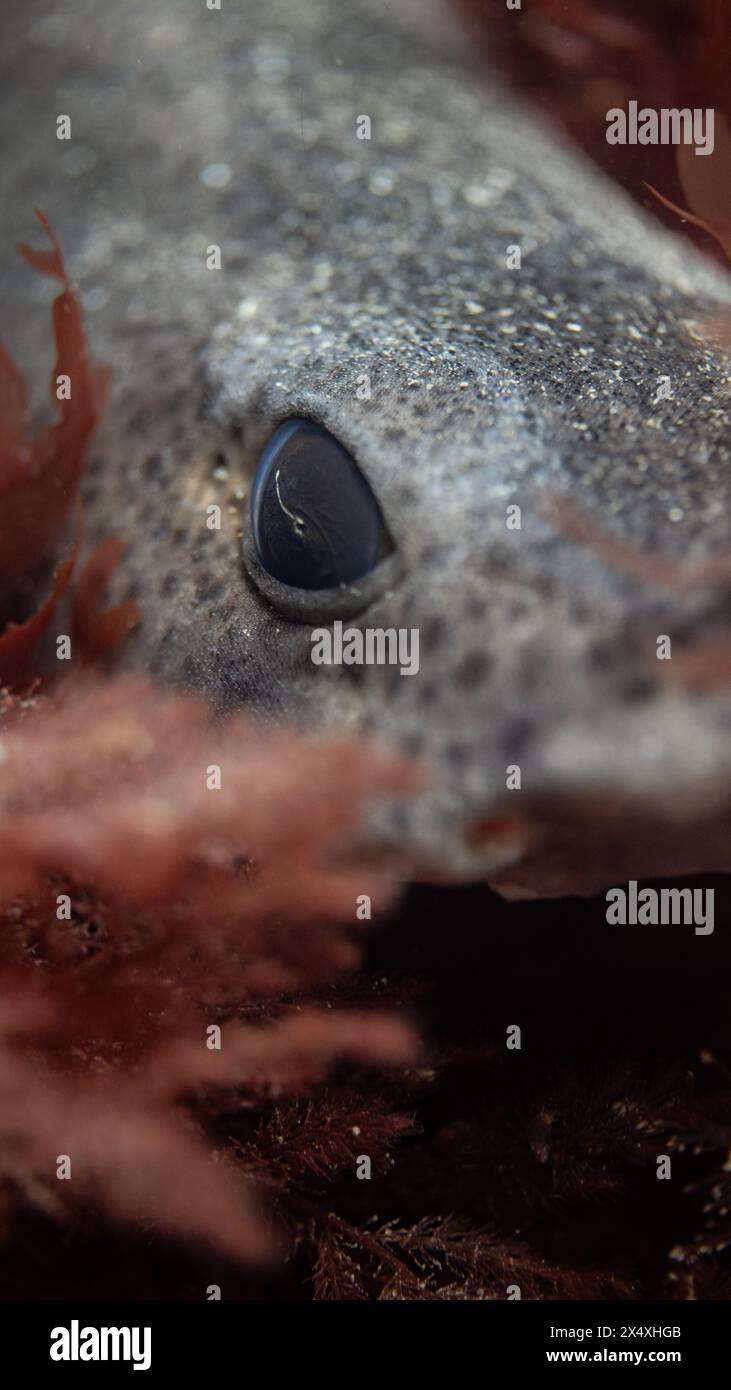 Primo piano di uno squalo maculato minore (Scyliorhinus canicula) nelle alghe, Regno Unito Foto Stock