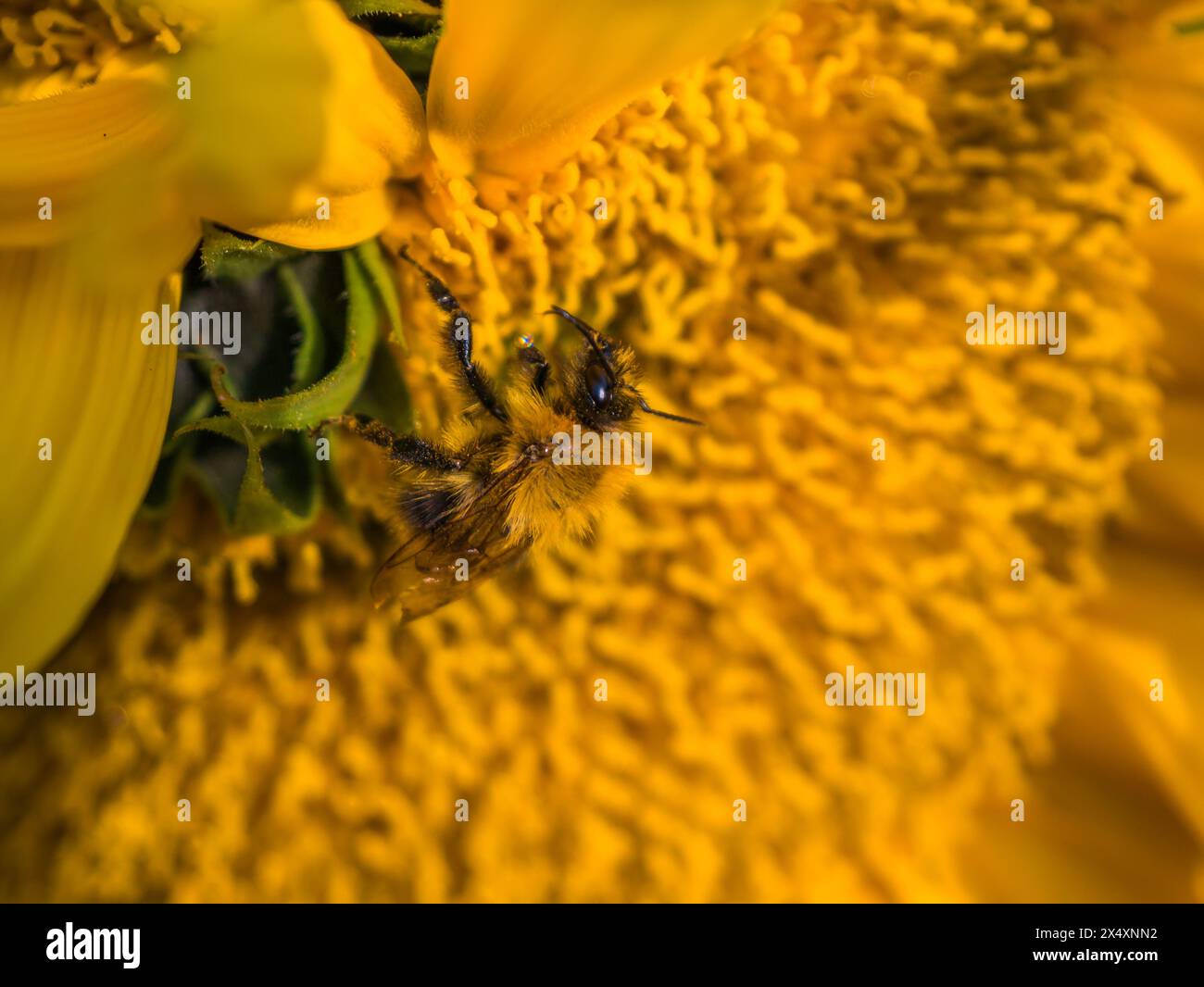 Primo piano di un'ape che si nutre di un fiore di sole. Foto Stock