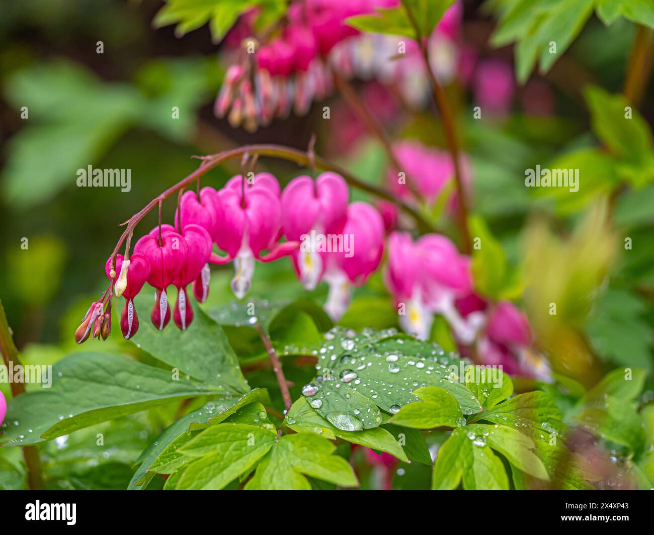 Lamprocapnos spectabilis, cuore sanguinante o cuore sanguinante asiatico, è una specie di pianta fiorita appartenente alla sottofamiglia fumitoria, fumarioideae Foto Stock