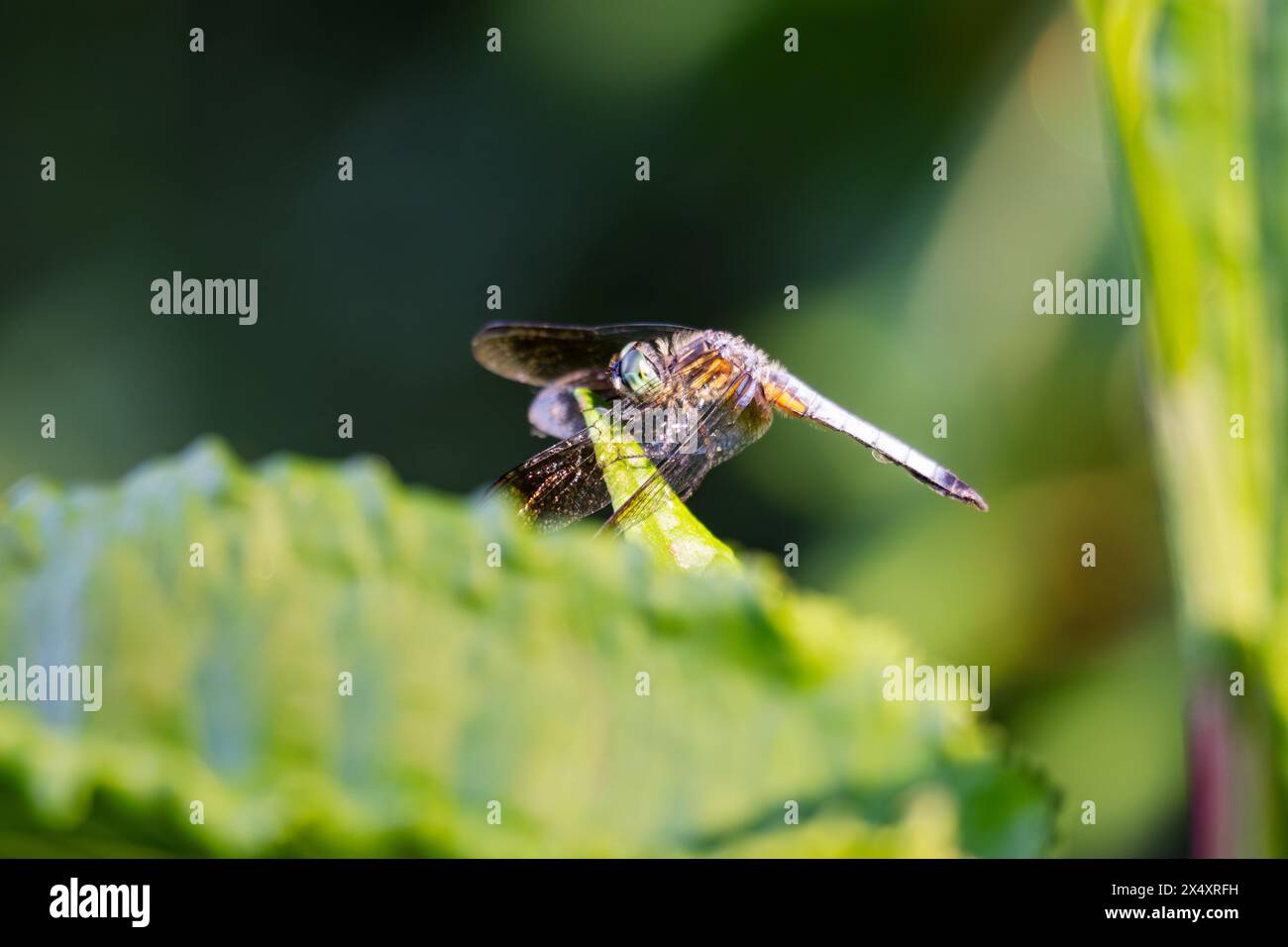 Una libellula di dasher blu maschile si siede leggermente su una canna accanto a un lago. Foto Stock