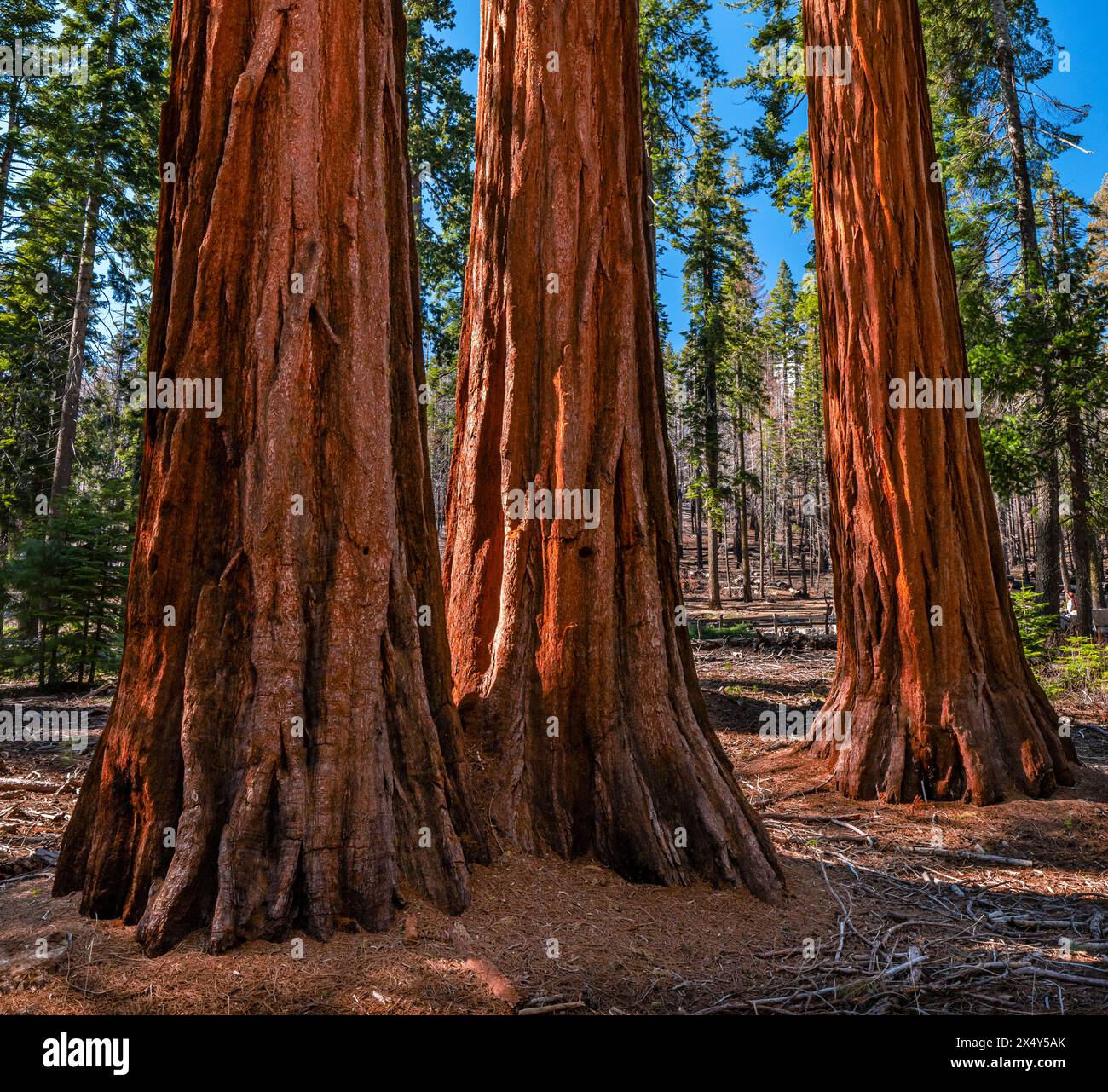 SEQUOIE GIGANTI MARIPOSA GROVE YOSEMITE NATIONAL PARK CALIFORNIA USA Foto Stock