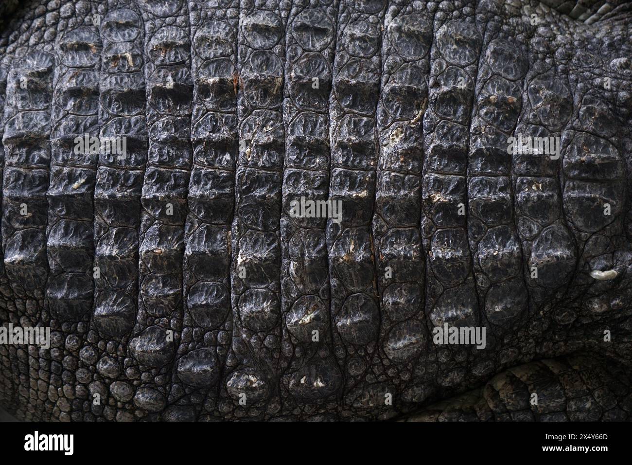Primo piano della pelle di coccodrillo Foto Stock