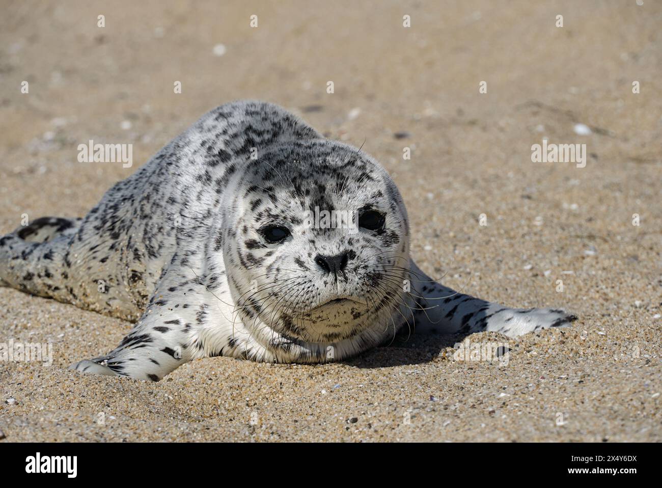 Cucciolo di foca su Three Mile Beach, Santa Cruz, California, Stati Uniti Foto Stock