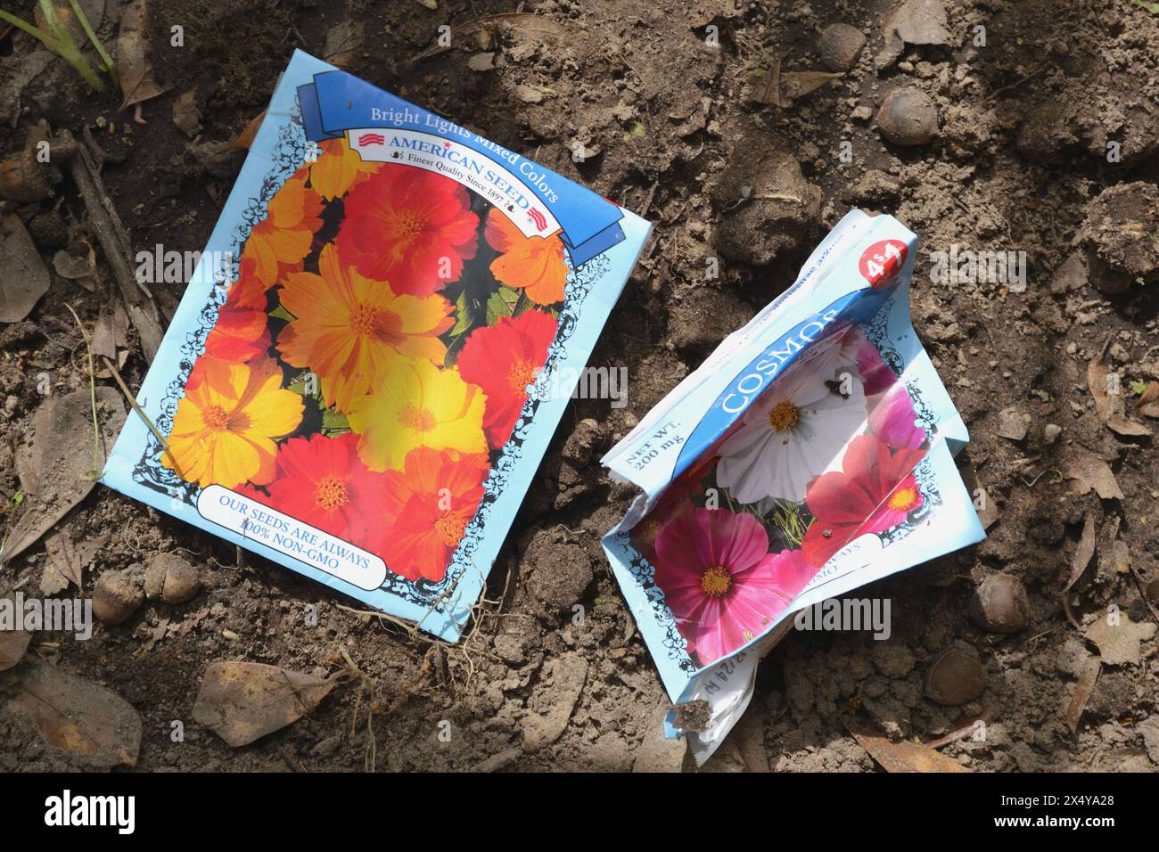 Giardino primaverile in letti rialzati con pacchetti di semi vari. Foto Stock