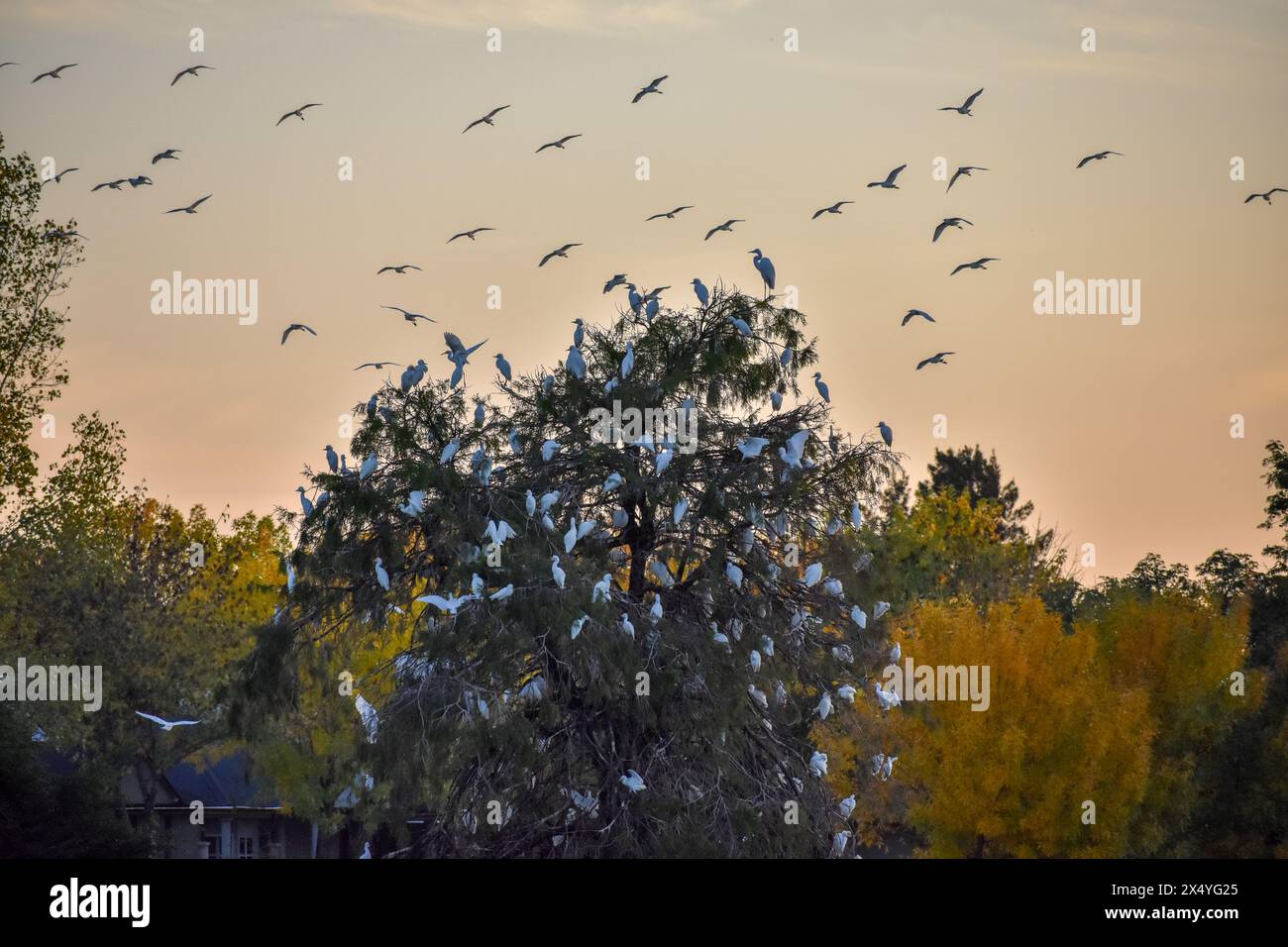 Le aironi di bestiame occidentale (Bubulcus ibis) volano intorno alla loro colonia su un albero, visto a Entre Rios, Argentina Foto Stock