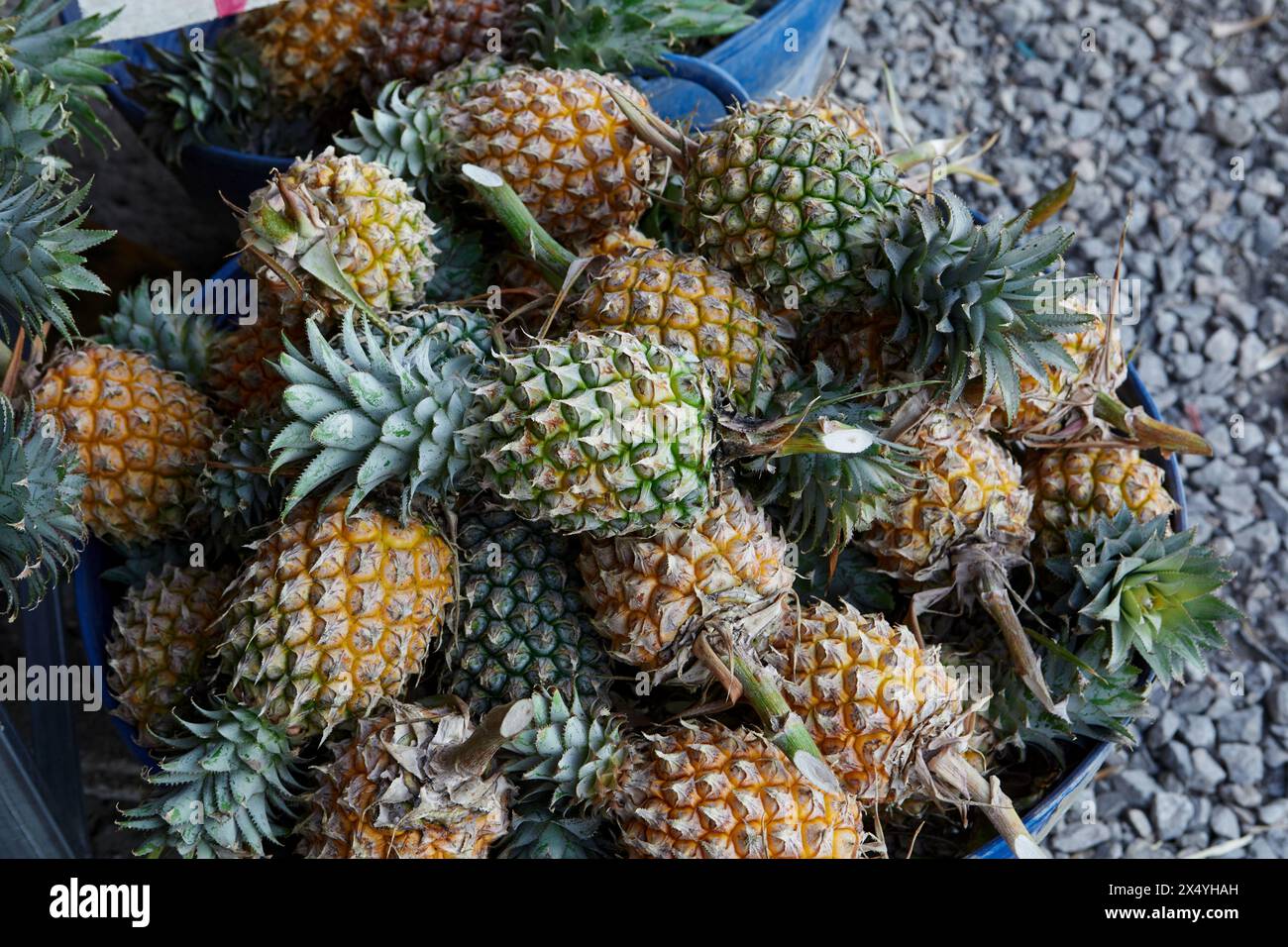 Un mucchio di ananas maturo in vendita al mercato Foto Stock