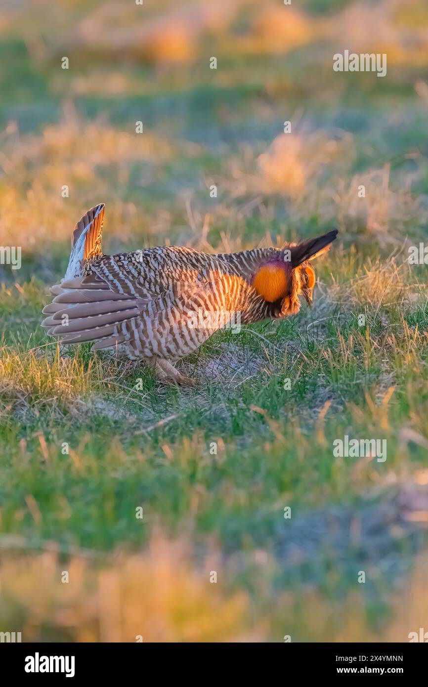 Greater Prairie-Chicken, Tympanuchus cupido, in mostra sulla lek nella prateria nazionale di Fort Pierre, South Dakota, Stati Uniti Foto Stock