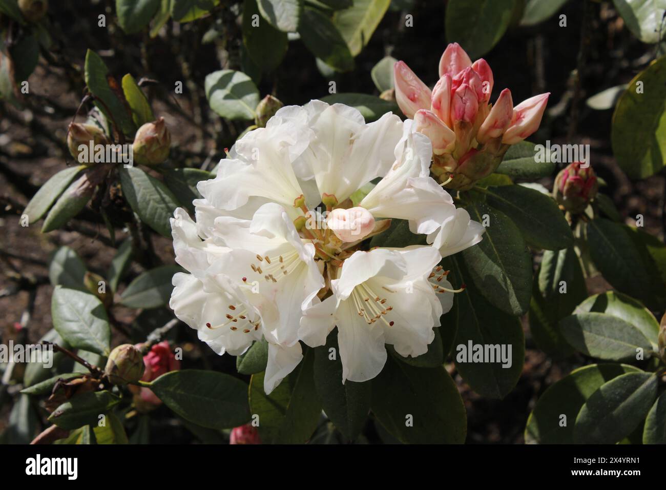 Primo piano di azalea bianca, Oregon Foto Stock