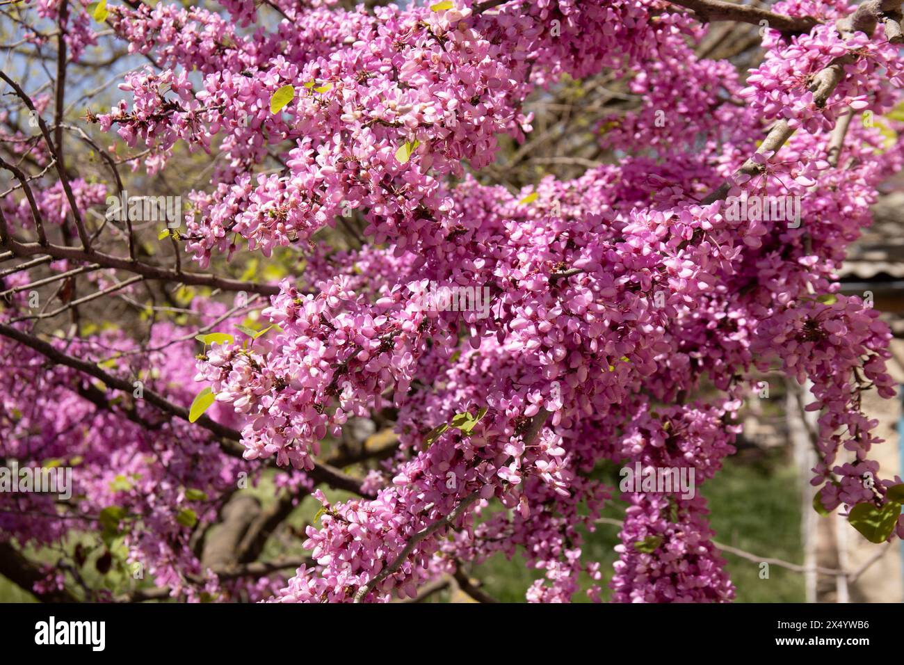 Ci sono molti fiori viola sull'albero. Baku. Azerbaigian. Foto Stock