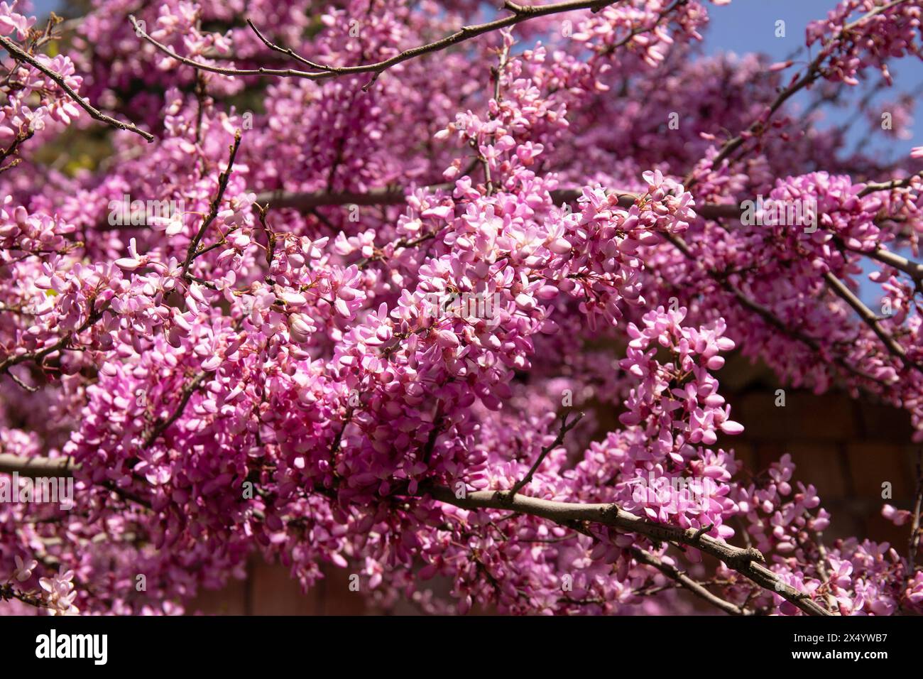 Ci sono molti fiori viola sull'albero. Baku. Azerbaigian. Foto Stock